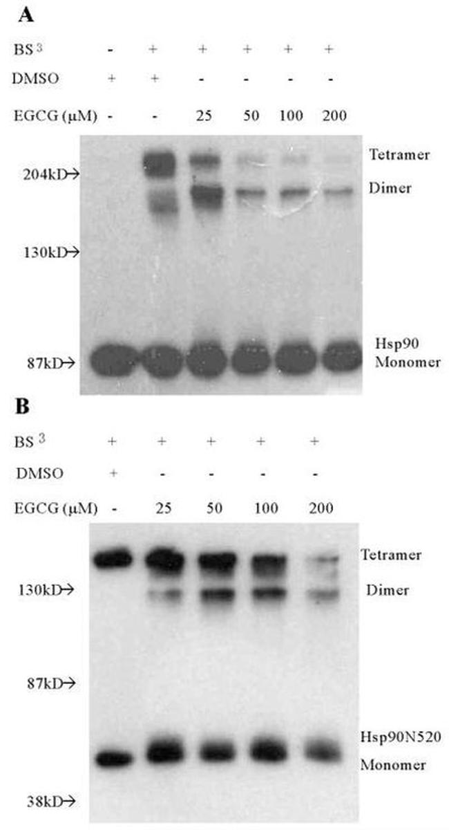 HSP90 alpha Antibody in Western Blot (WB)