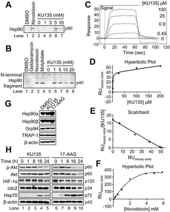 HSP90 alpha Antibody in Western Blot (WB)