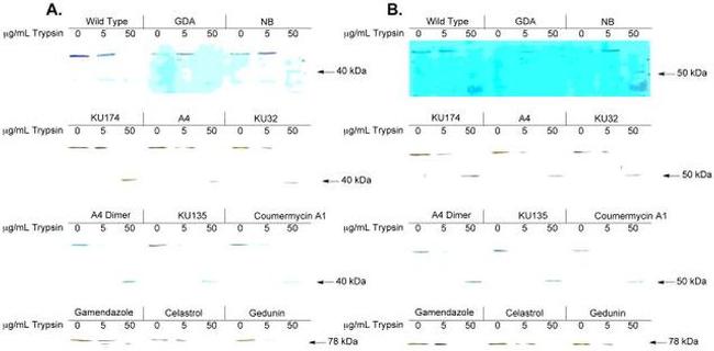 HSP90 alpha Antibody in Western Blot (WB)