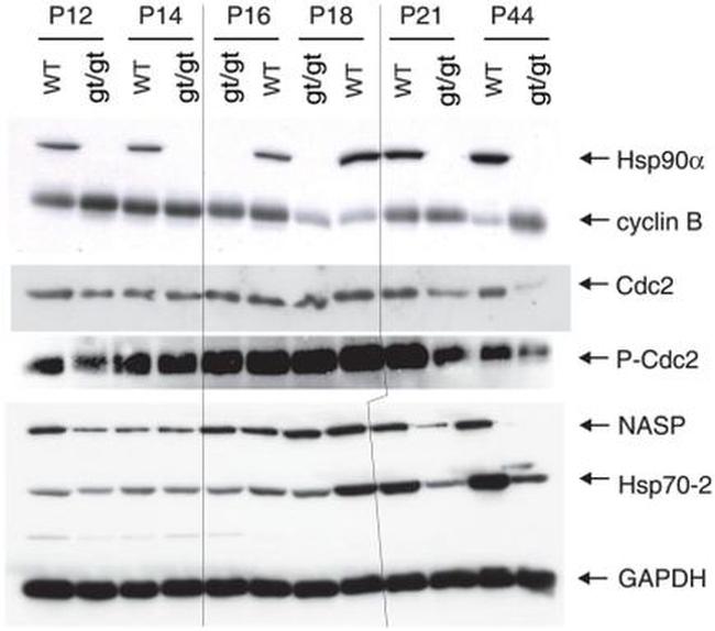 HSP90 alpha Antibody in Western Blot (WB)