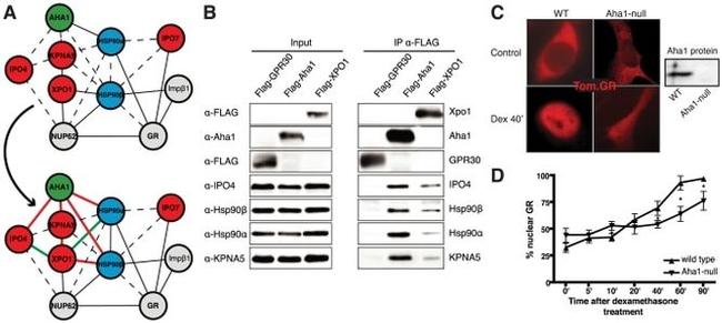 HSP90 alpha Antibody in Western Blot (WB)