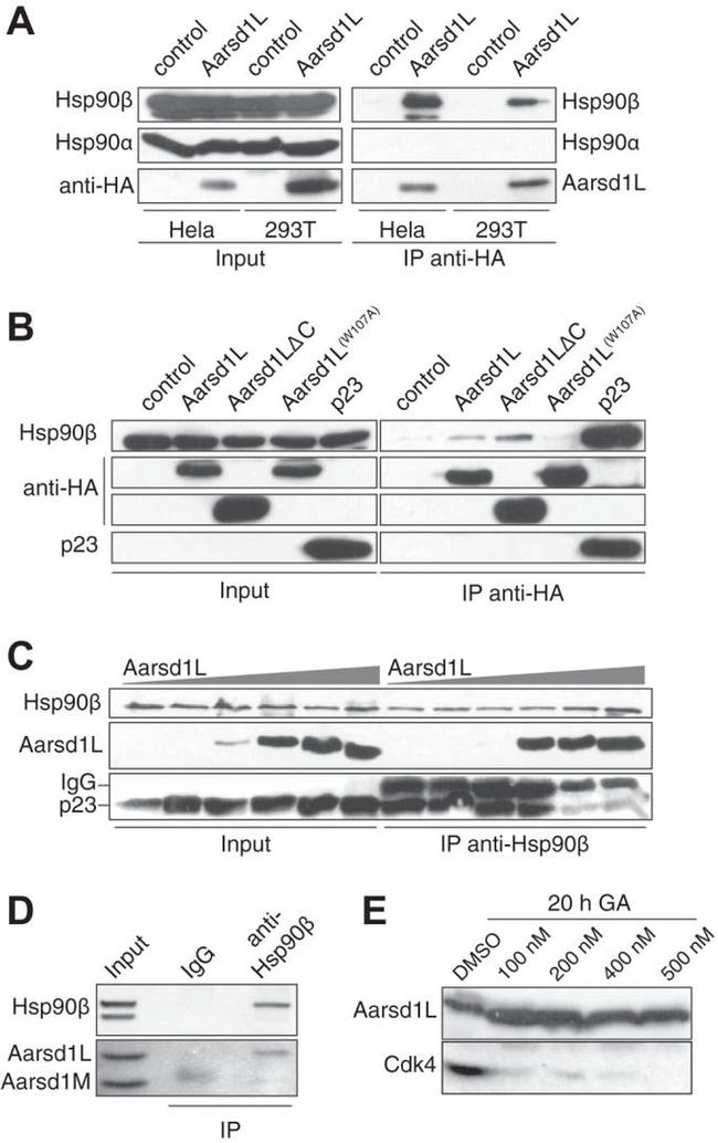 HSP90 alpha Antibody in Western Blot (WB)