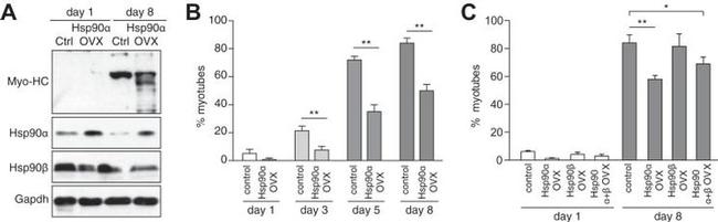 HSP90 alpha Antibody in Western Blot (WB)