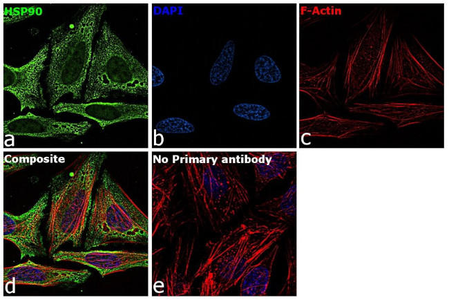 HSP90 alpha Antibody in Immunocytochemistry (ICC/IF)