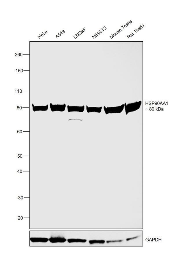 HSP90 alpha Antibody in Western Blot (WB)