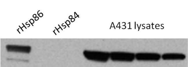 HSP90 alpha Antibody in Western Blot (WB)