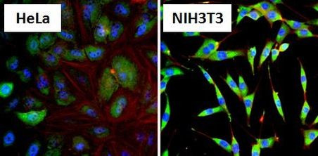 HSP90 alpha Antibody in Immunocytochemistry (ICC/IF)