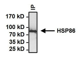 HSP90 alpha Antibody in Immunoprecipitation (IP)