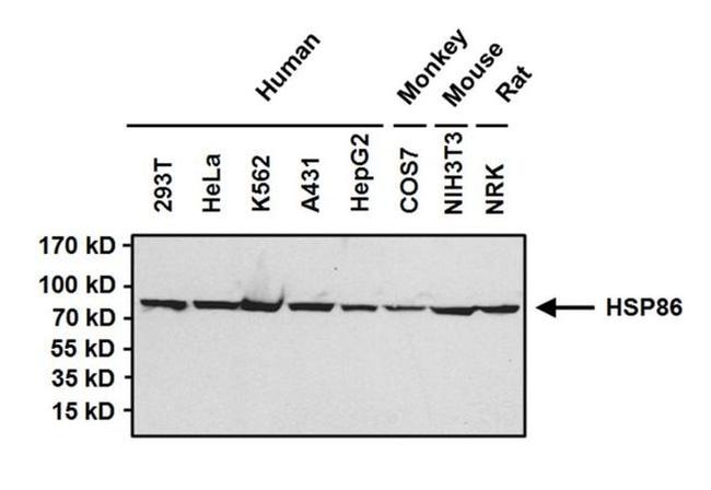 HSP90 alpha Antibody in Western Blot (WB)