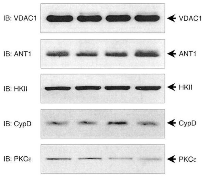 Cyclophilin 40 Antibody in Western Blot (WB)