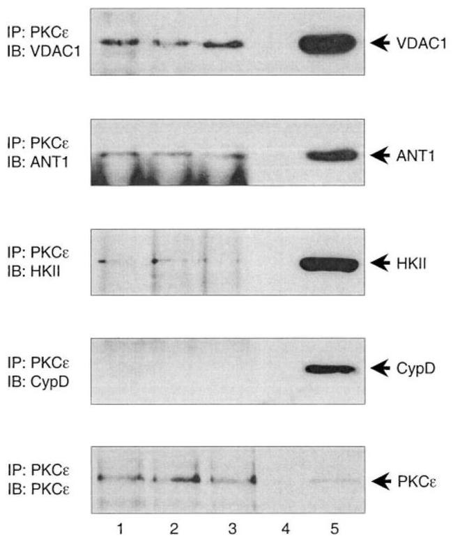 Cyclophilin 40 Antibody in Western Blot (WB)