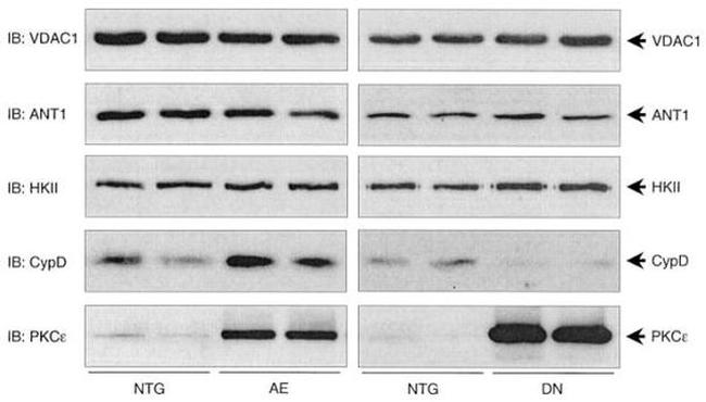 Cyclophilin 40 Antibody in Western Blot (WB)