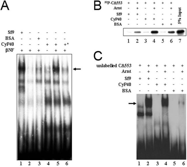 Cyclophilin 40 Antibody in Gel Shift (GS)