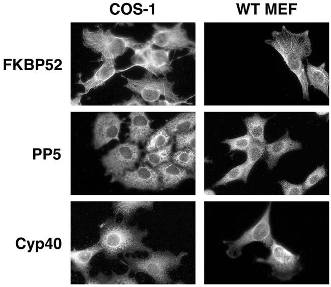 Cyclophilin 40 Antibody in Immunocytochemistry (ICC/IF)