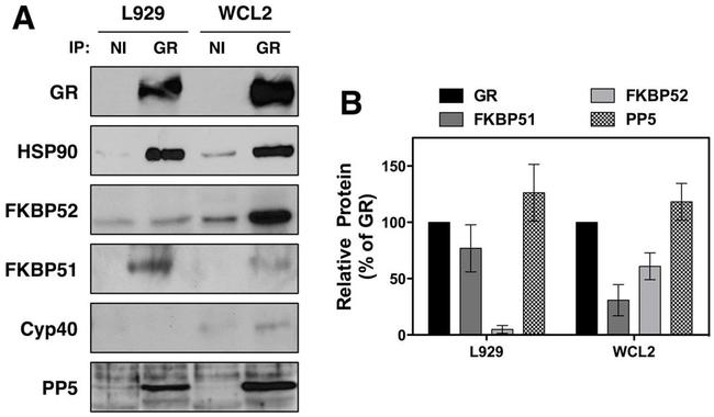 Cyclophilin 40 Antibody in Western Blot (WB)