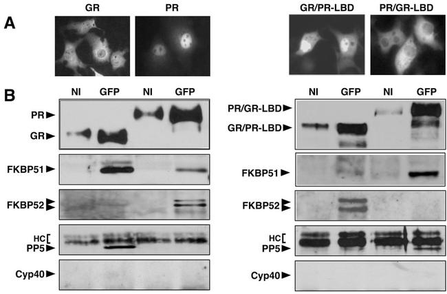 Cyclophilin 40 Antibody in Western Blot (WB)