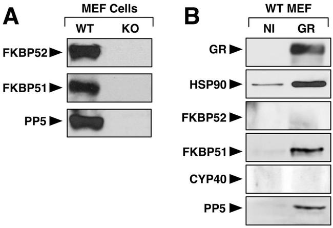 Cyclophilin 40 Antibody in Western Blot (WB)