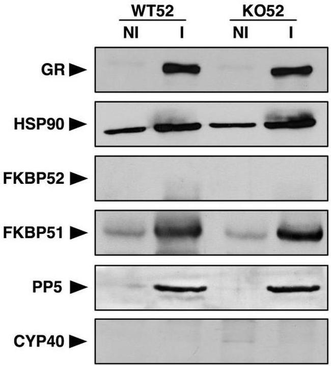 Cyclophilin 40 Antibody in Western Blot (WB)