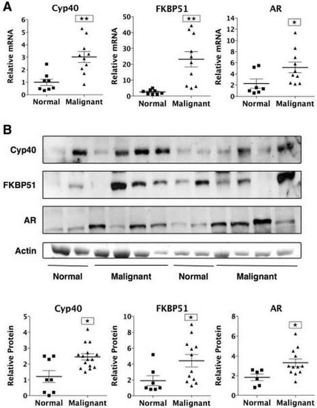 Cyclophilin 40 Antibody in Western Blot (WB)