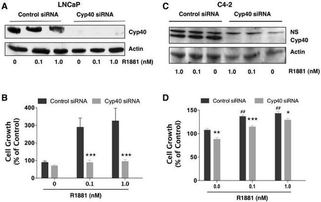 Cyclophilin 40 Antibody in Western Blot (WB)