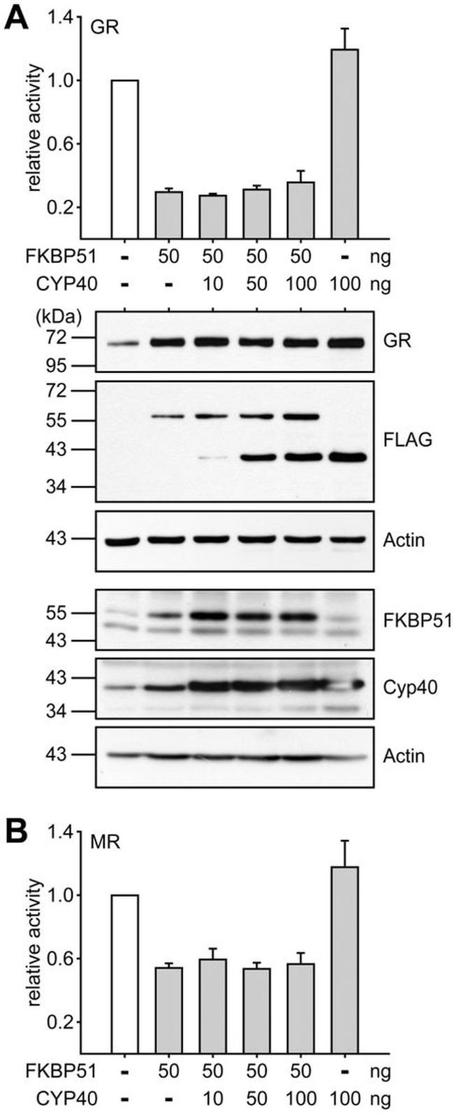 Cyclophilin 40 Antibody in Western Blot (WB)