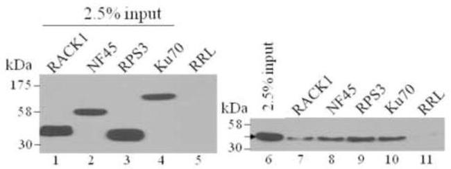 Cyclophilin 40 Antibody in Western Blot (WB)