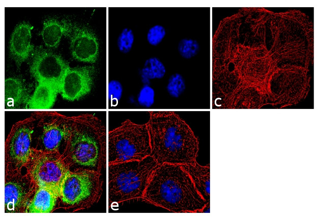 Cyclophilin 40 Antibody in Immunocytochemistry (ICC/IF)