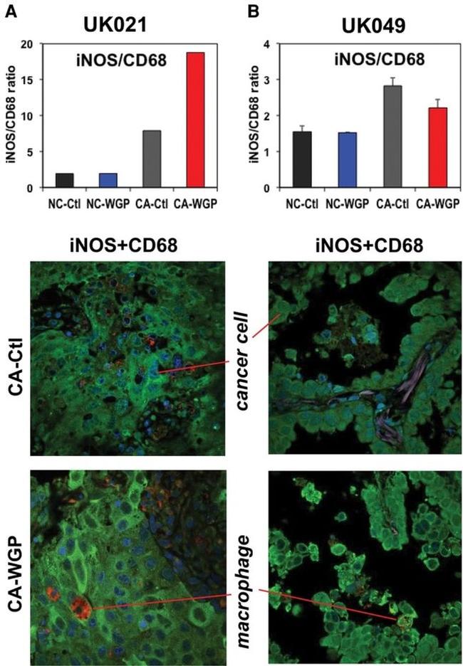 iNOS Antibody in Immunohistochemistry (Paraffin) (IHC (P))