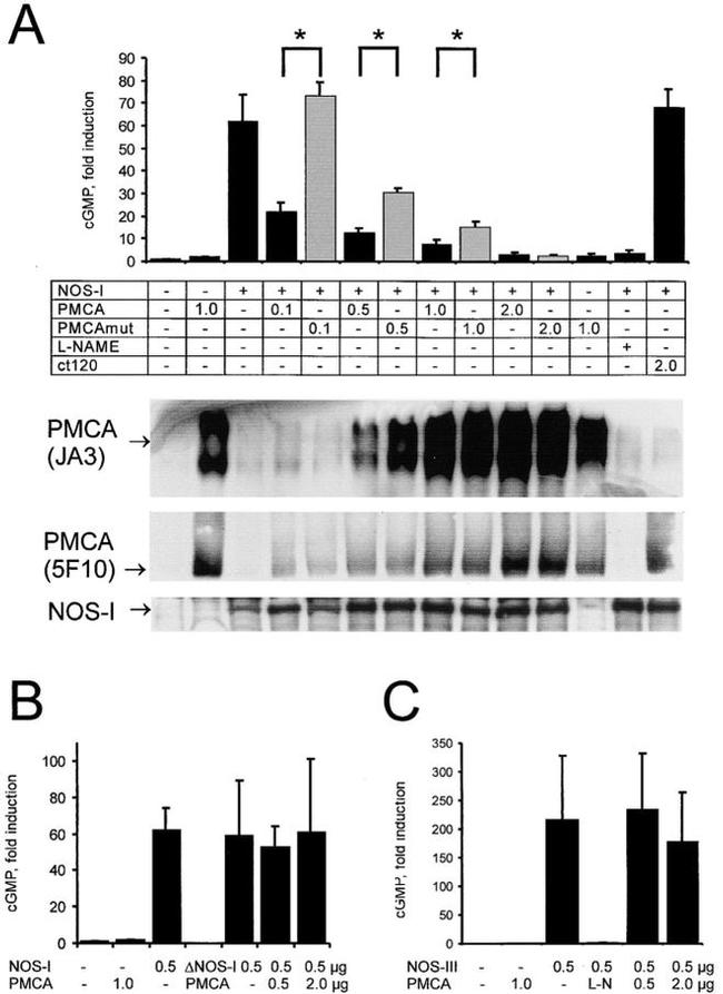 nNOS Antibody in Western Blot (WB)