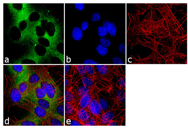 nNOS Antibody in Immunocytochemistry (ICC/IF)