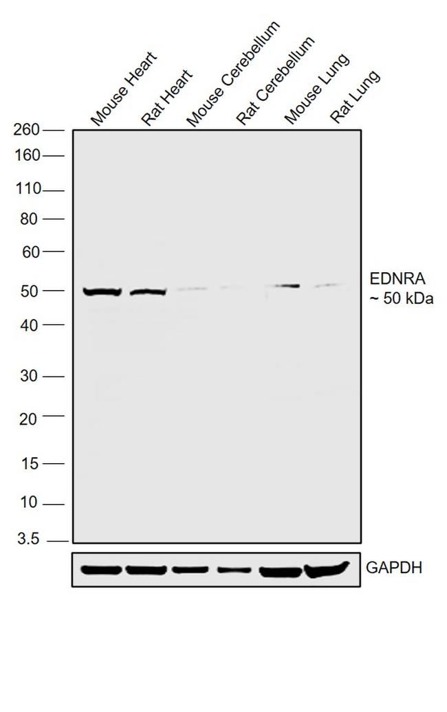 Endothelin A Receptor Antibody in Western Blot (WB)