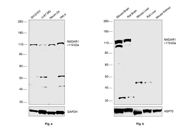 NMDAR1 Antibody in Western Blot (WB)