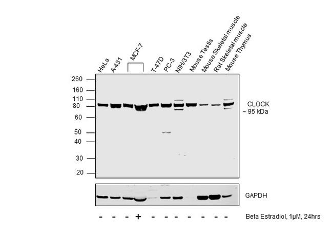 CLOCK Antibody in Western Blot (WB)