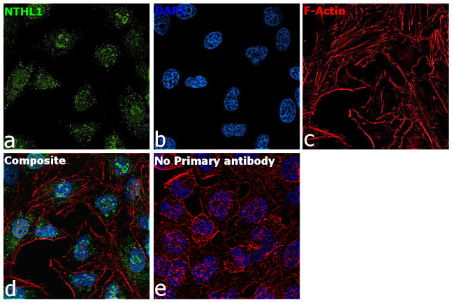 NTHL1 Antibody in Immunocytochemistry (ICC/IF)