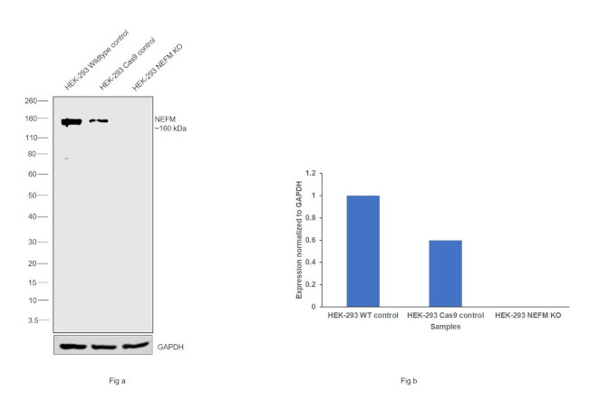 NEFM Antibody