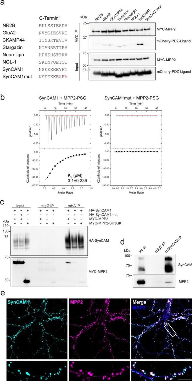 CADM1 Antibody in Western Blot (WB)