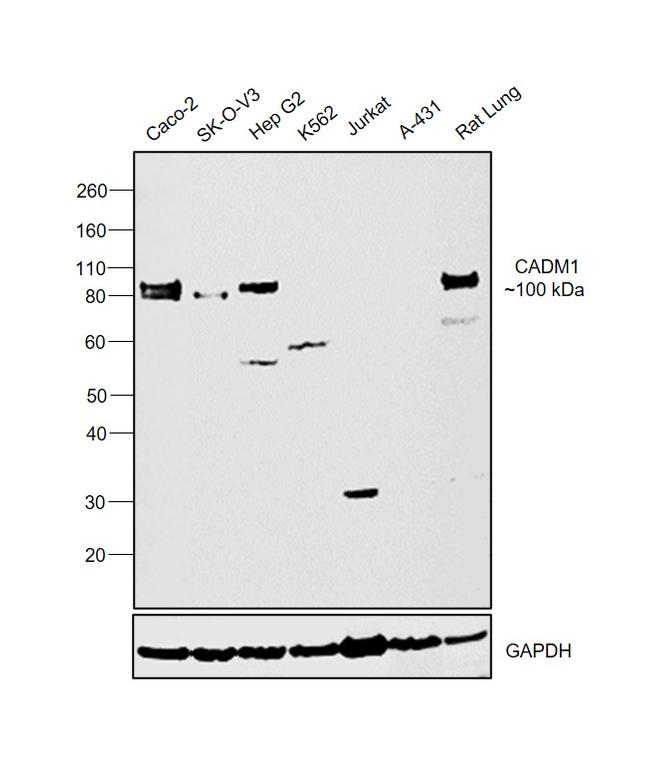 CADM1 Antibody in Western Blot (WB)