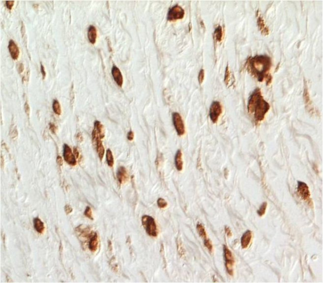 SR-BI/SR-BII Antibody in Immunohistochemistry (IHC)