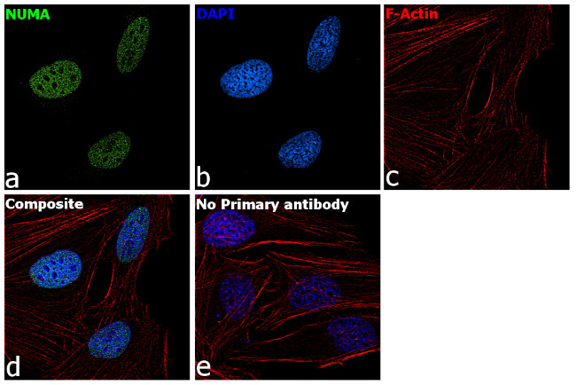 NuMA Antibody in Immunocytochemistry (ICC/IF)