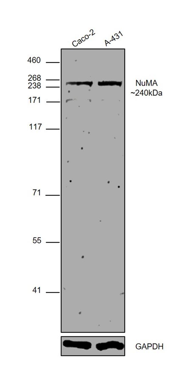 NuMA Antibody in Western Blot (WB)