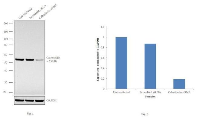 Calreticulin Antibody in Western Blot (WB)