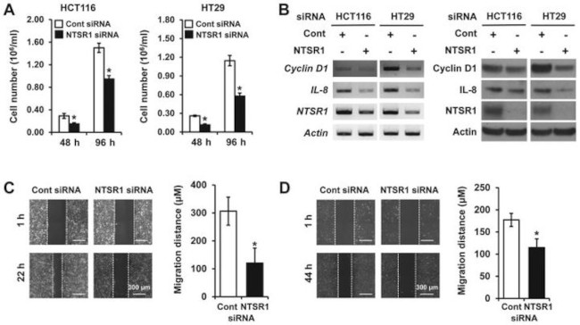 NTSR1 Antibody in Western Blot (WB)