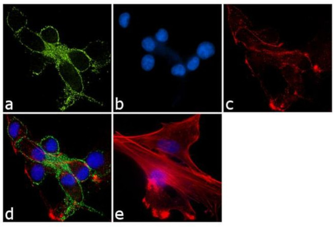 NTSR1 Antibody in Immunocytochemistry (ICC/IF)