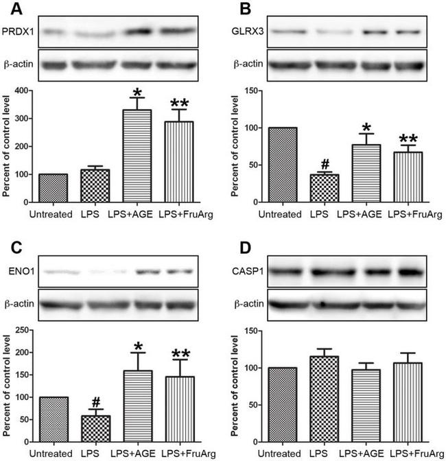 PRDX1 Antibody in Western Blot (WB)