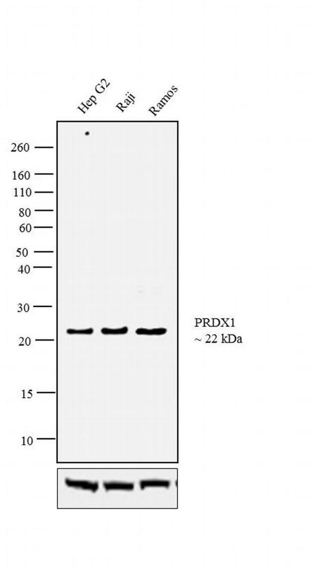 PRDX1 Antibody in Western Blot (WB)