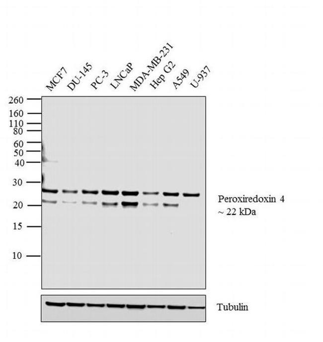 PRDX4 Antibody in Western Blot (WB)