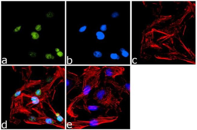 PPAR gamma Antibody in Immunocytochemistry (ICC/IF)