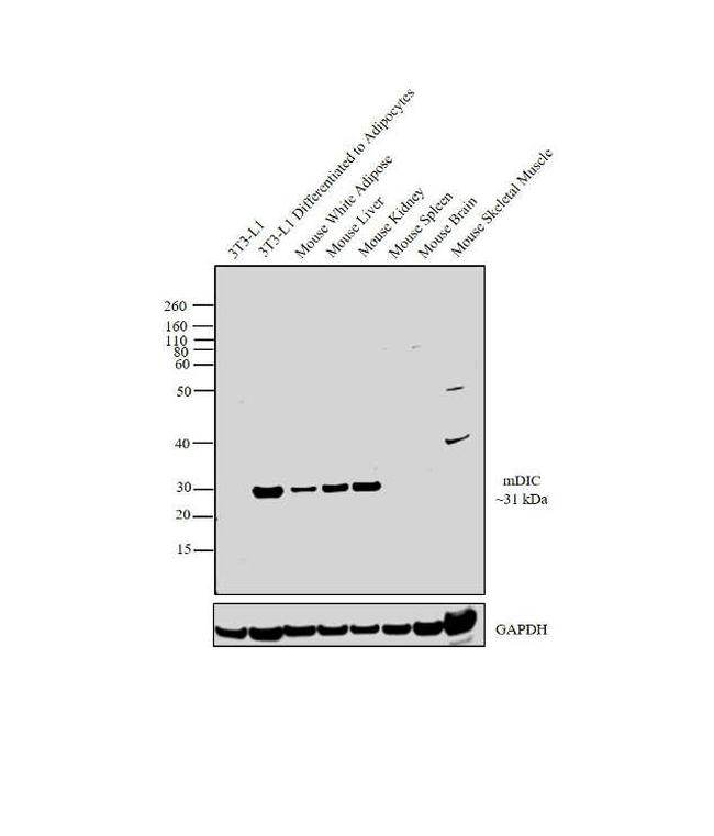 mDIC Antibody in Western Blot (WB)