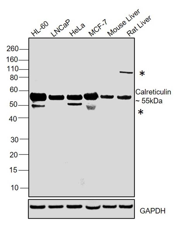 Calreticulin Antibody in Western Blot (WB)