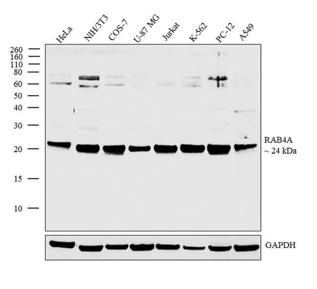 Rab4 Antibody in Western Blot (WB)